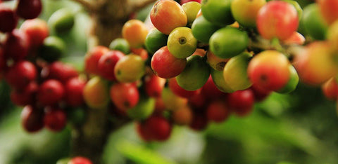 What is Micro lot Coffee and Why is There So Much Confusion About It?