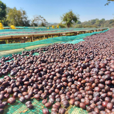 Ethiopia: Gedeb Worka Sakaro G1 Anaerobic, Yirgacheffe