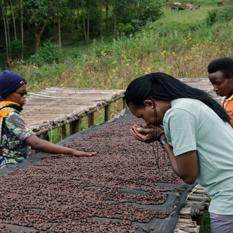 Burundi Aroian Bavyeyi, Ngozi Province Natural Micro Lot