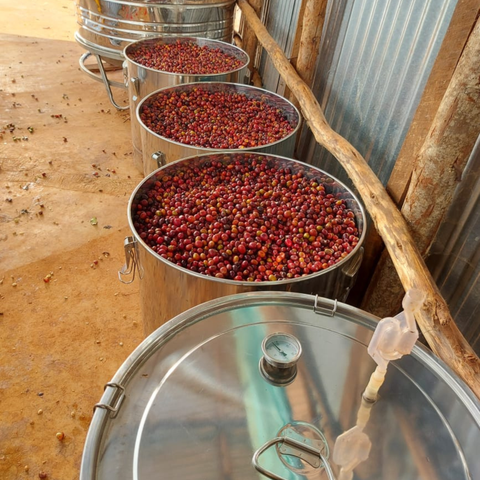 Ethiopia: Gedeb Worka Sakaro G1 Anaerobic, Yirgacheffe