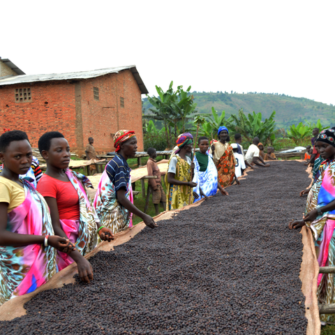 Burundian Unroasted Coffee Beans