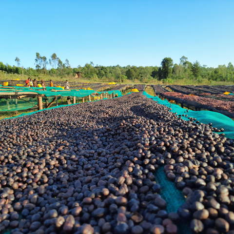 Ethiopia: Gedeb Worka Sakaro G1 Anaerobic, Yirgacheffe