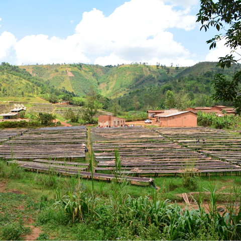 Burundi Aroian Bavyeyi, Ngozi Province Natural Micro Lot
