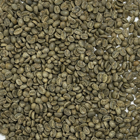 Haitian Blue Pine
