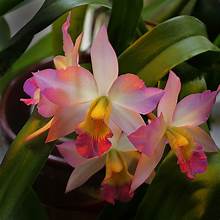 Colombia: Cattleya,Excelso