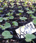 Plants for Own-a-Tree Project
