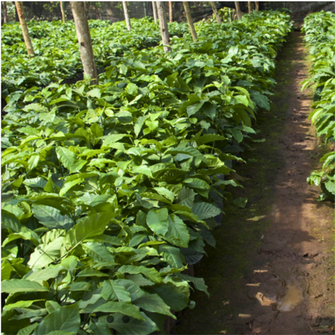 Uganda: Kaweri Robusta, Mubende