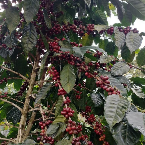 El Salvador San Miguel, Ahuachapán